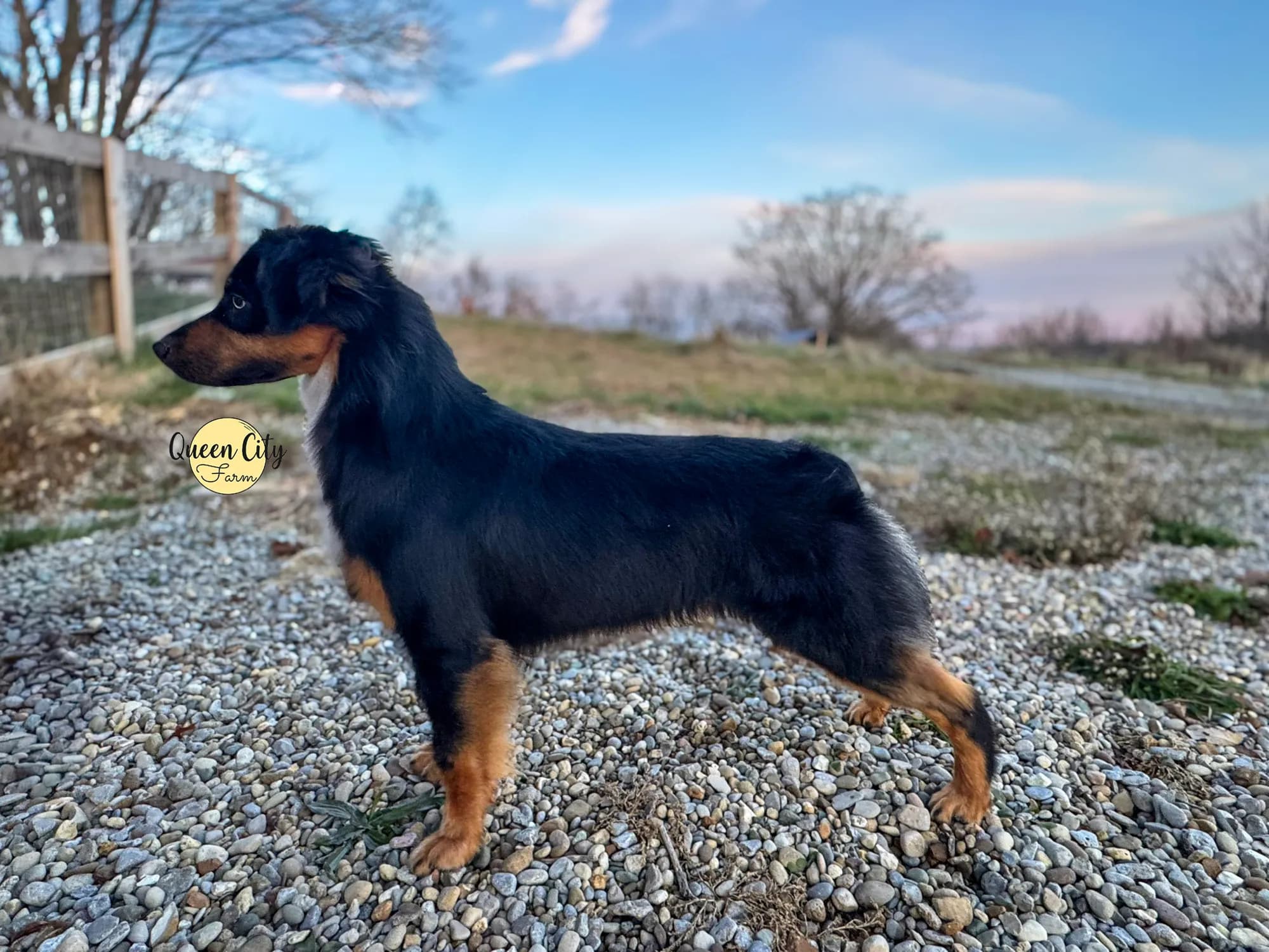 How Much White Is Too Much on an Aussie?