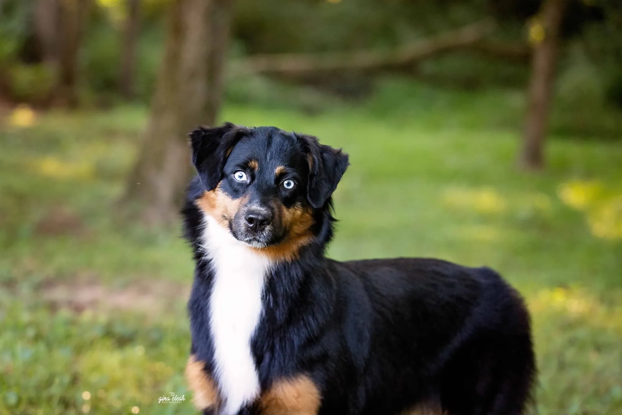 Stella