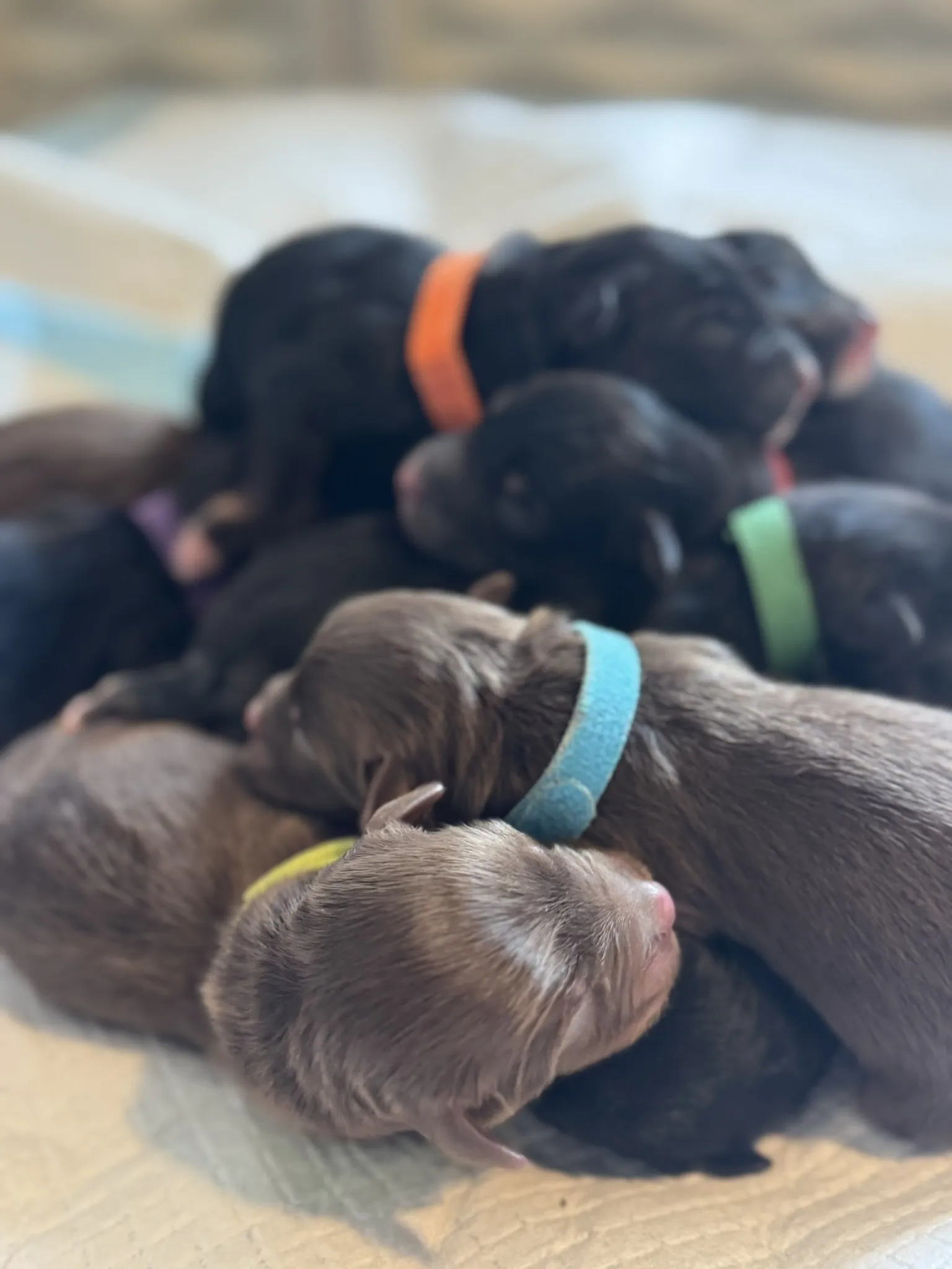 How Many Puppies Do Australian Shepherds Have in a Litter?