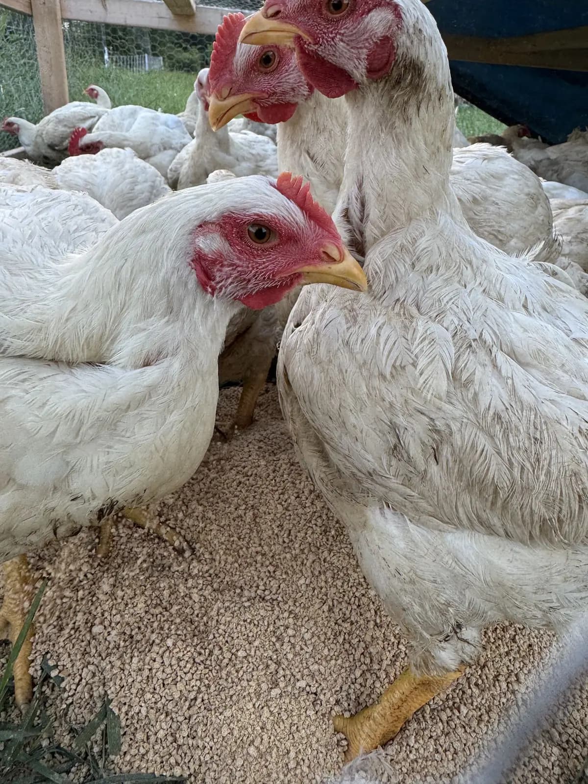 Pasture-raised chicken from Queen City Farm