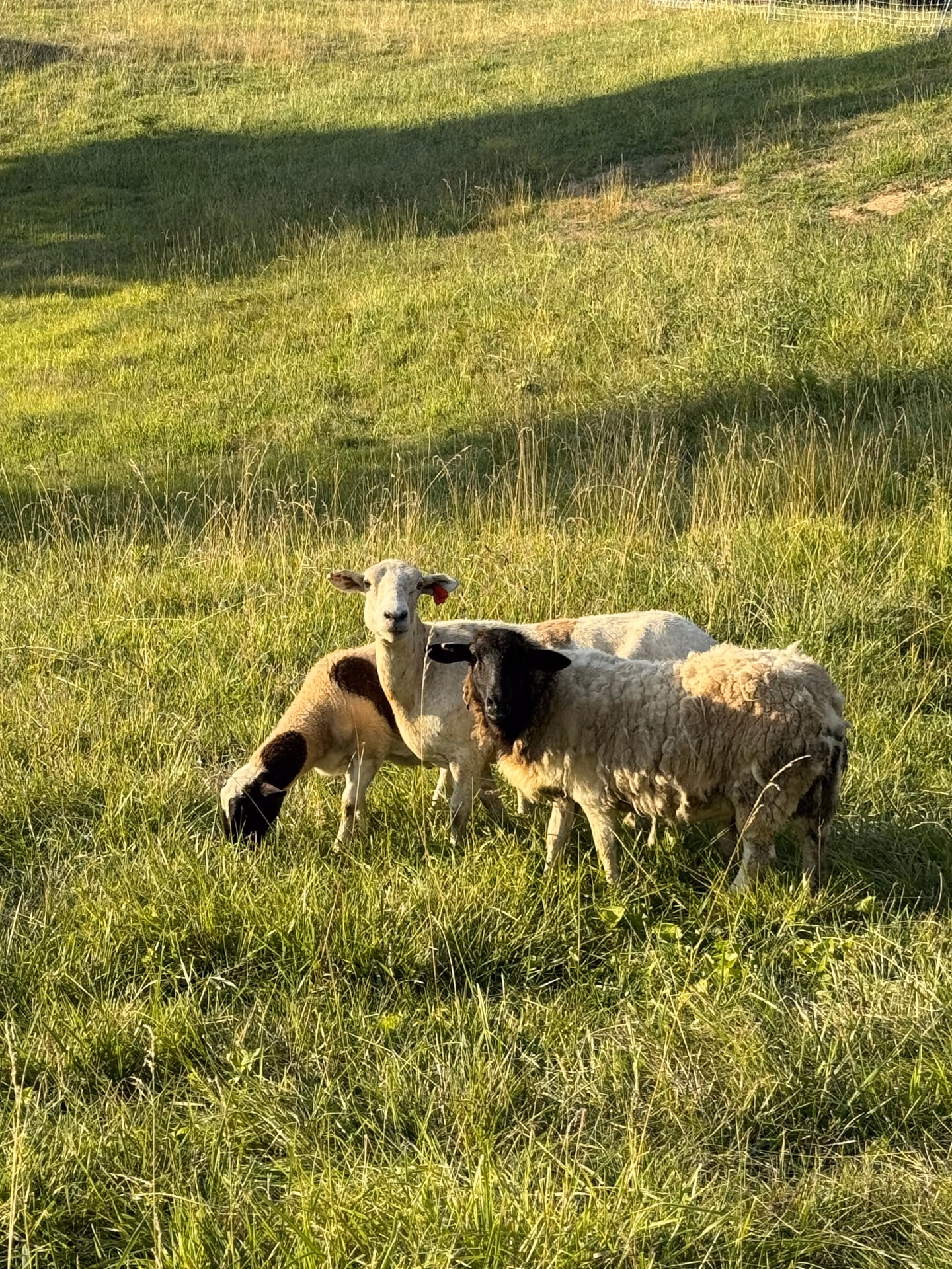 Pasture-raised lamb from Queen City Farm