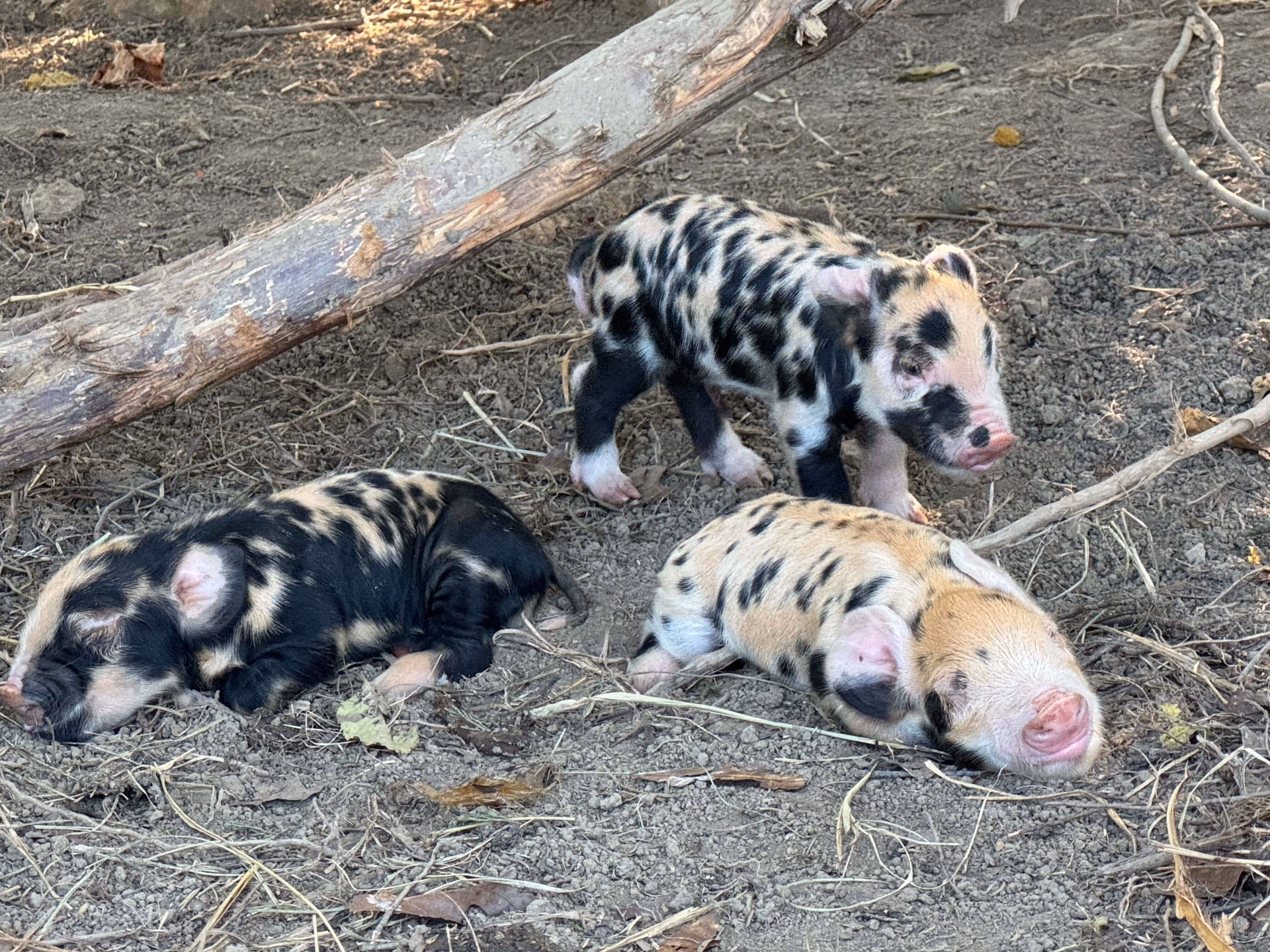 Pasture-raised pork from Queen City Farm