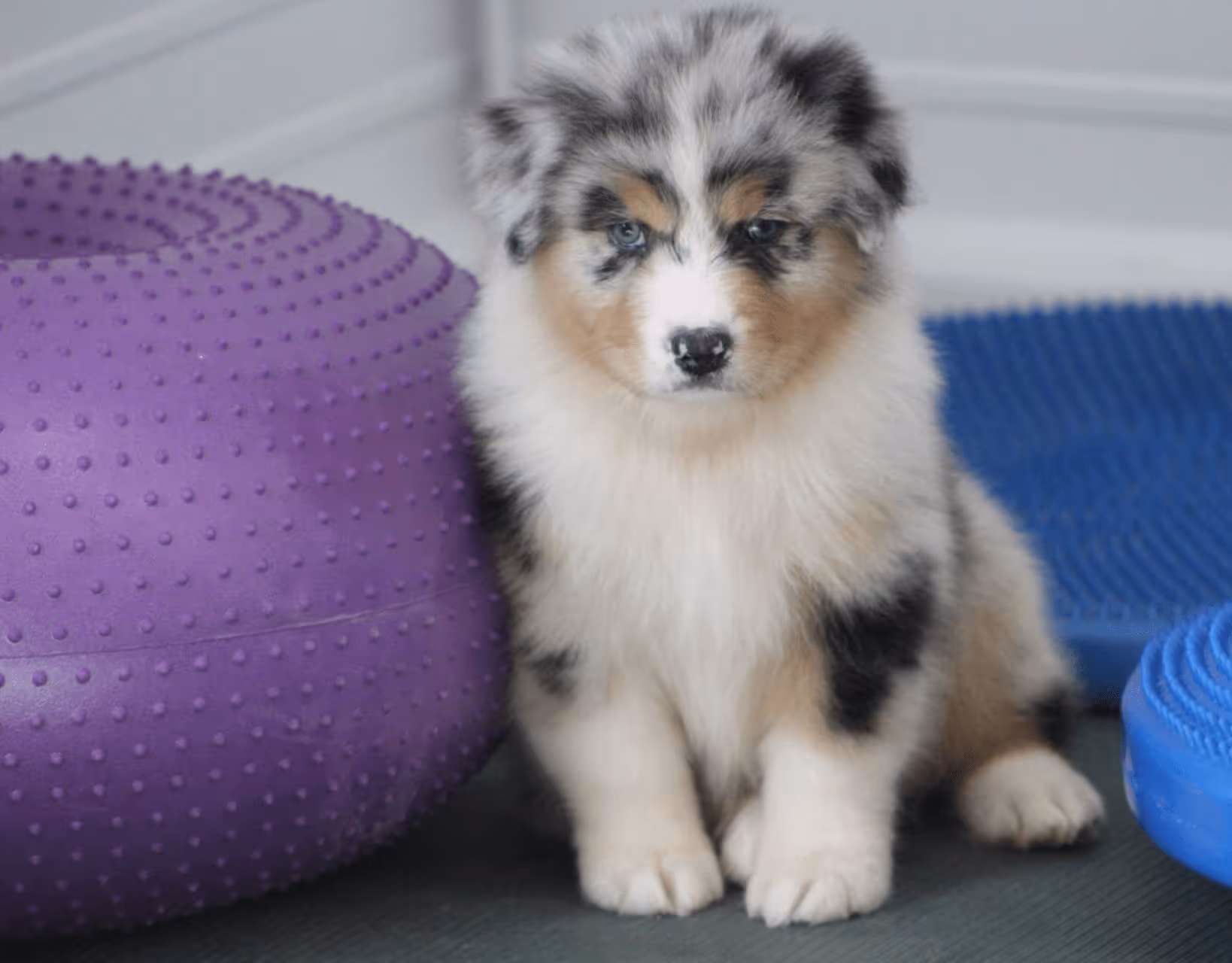 Australian Shepherd puppy during enrichment training